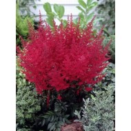 Астильба Astilbe Radius